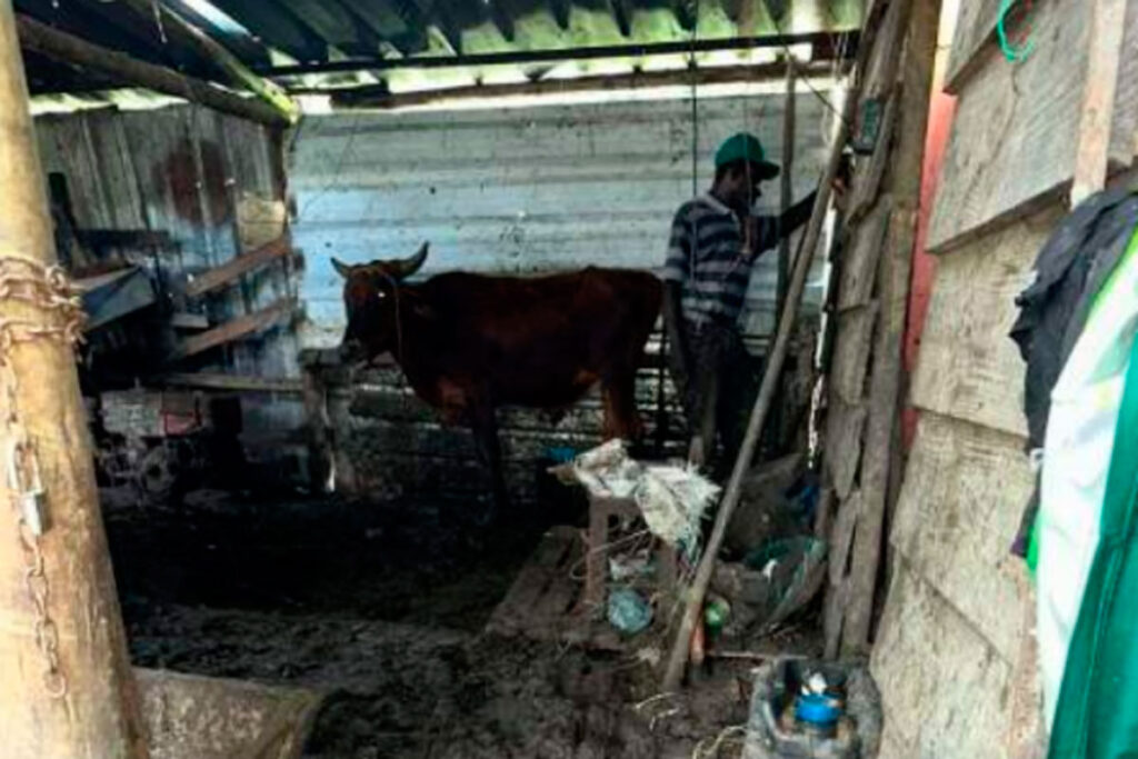 Idoso obrigado a dormir com vacas em ferro-velho será indenizado em R$ 60 mil 3 idoso ferro-velho