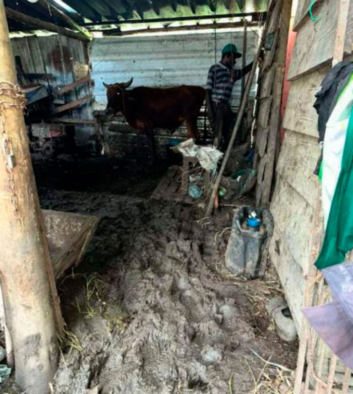 Idoso obrigado a dormir com vacas em ferro-velho será indenizado em R$ 60 mil 1 idoso em ferro-velho