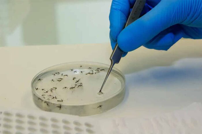 Zona da Mata é a segunda região do estado com mais casos de febre Oropouche 1 mosquitos febre Oropouche