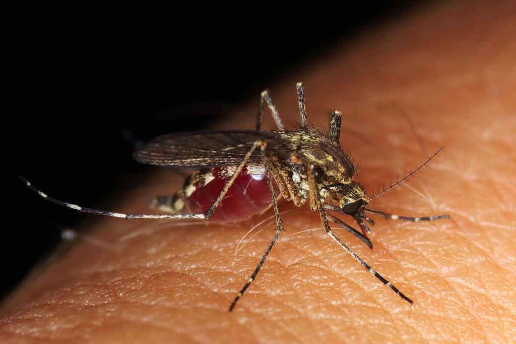 Por que algumas pessoas são mais picadas que outras por insetos? 3 mosquitos picadas Pixabay