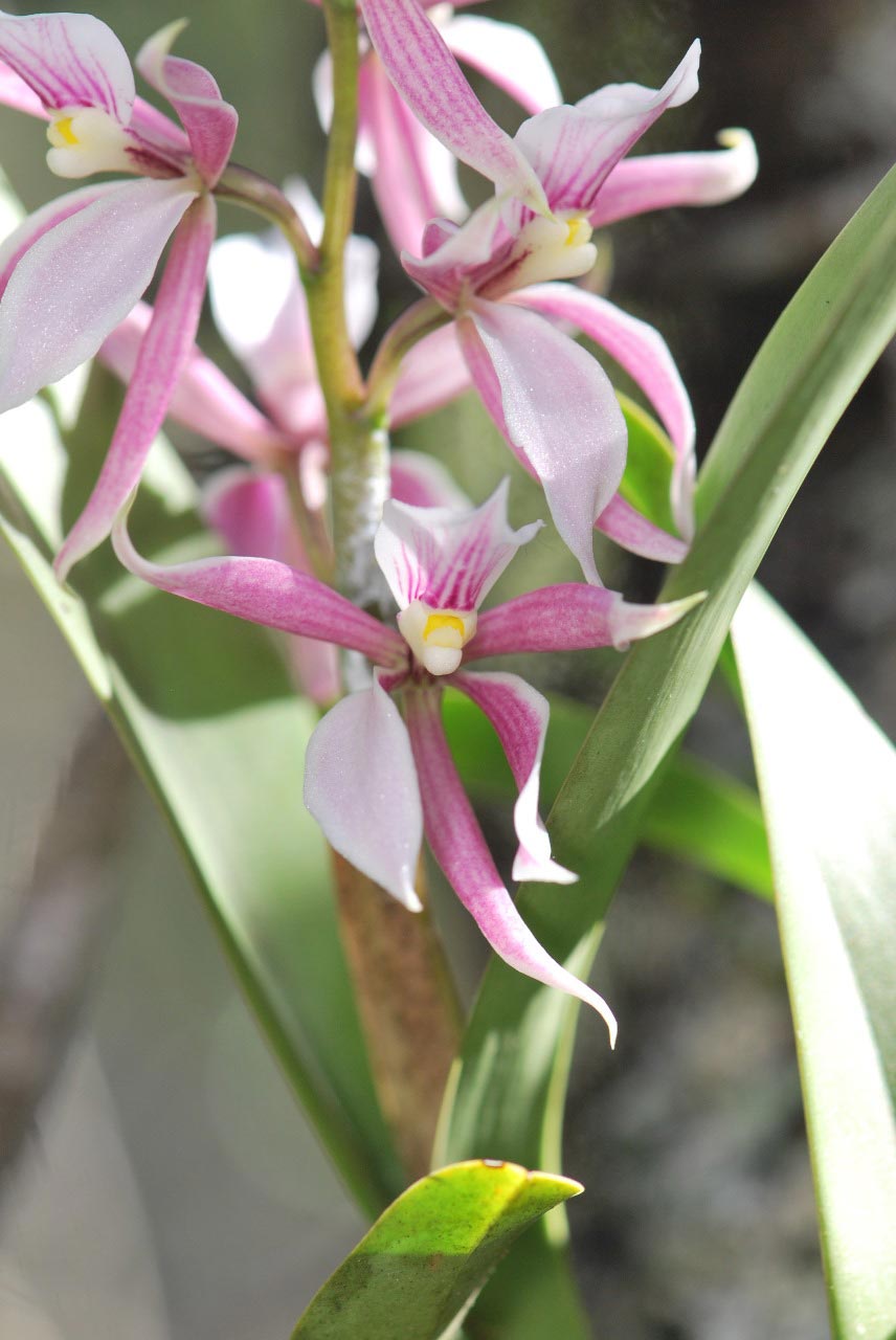 prosthechea-allemanoides-luiz-menini prosthechea-allemanoides-luiz-menini