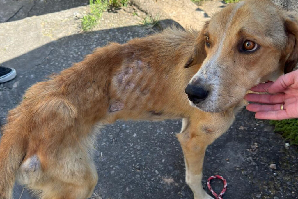 Autores de maus-tratos a animais deverão pagar custos veterinários do resgate