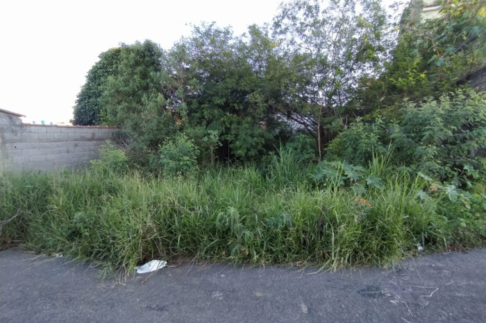 Mato de terreno invade rua no Parque Independência 1 mato terreno