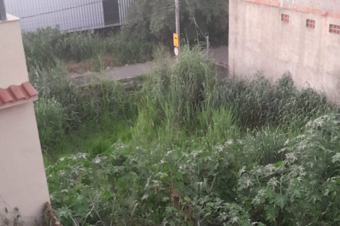 Terreno tomado por mato preocupa moradores do Jardim dos Alfineiros 1 terreno