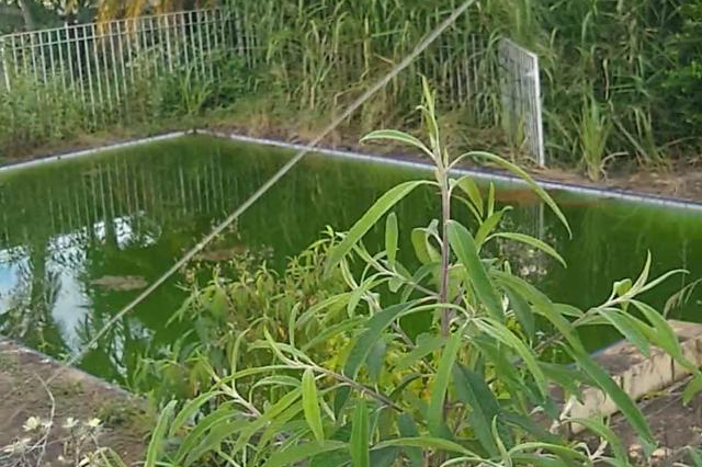 Moradores da Zona Sul denunciam piscina com água parada e suja 1 piscina