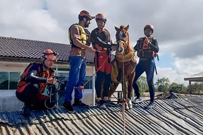 Cavalo 'Caramelo' é resgatado de telhado de casa no Rio Grande do Sul 1 Cavalo Caramelo CorpodeBombeiros RS