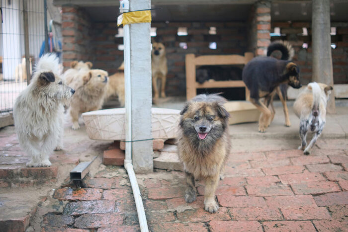 8 maneiras de ajudar abrigos de animais 1 abrigo animais by pexels