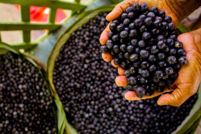 Açaí pode ajudar em tratamentos para transtornos de ansiedade, diz pesquisa 1 acai foto reproducao Fundacao Cargill