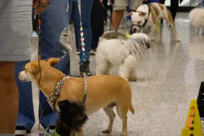 Aulão de adestramento canino acontece neste sábado em JF 1 Aulão de adestramento canino acontece neste sábado em JF