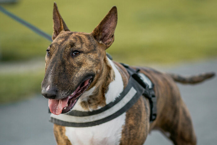 4 características do cachorro da raça bull terrier 1 Bull terrier