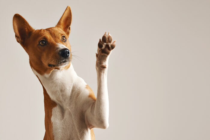 6 maneiras que o cachorro demonstra carinho por você 1 cachorro by freepik
