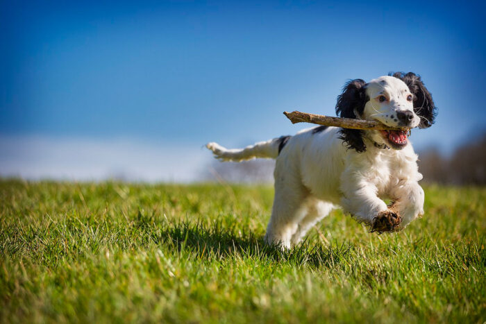 6 comandos básicos para ensinar ao seu cachorro 1 cachorro by pixabay
