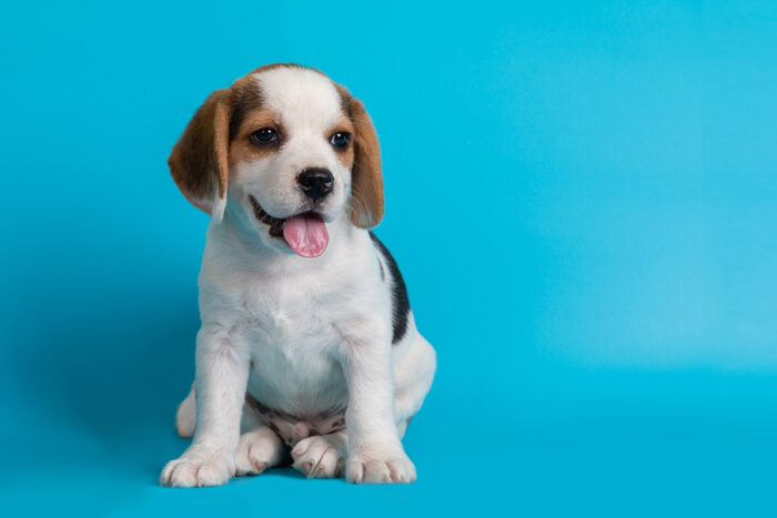 7 dicas para entender se você está preparado para adotar um pet 1 cachorro filhote by freepik