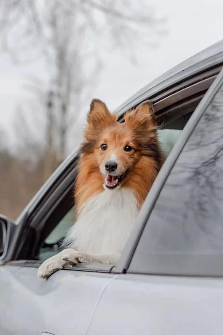 8 dicas para transportar seu animal no carro com segurança 1 cachorro no carro 2