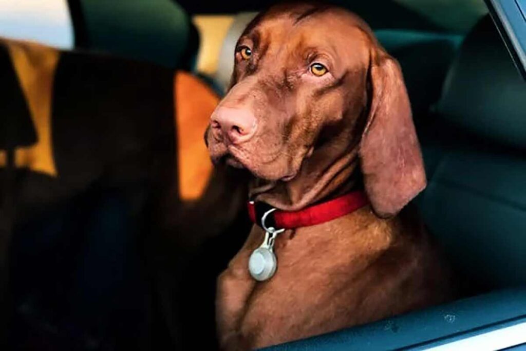 8 dicas para transportar seu animal no carro com segurança 2 animal no carro