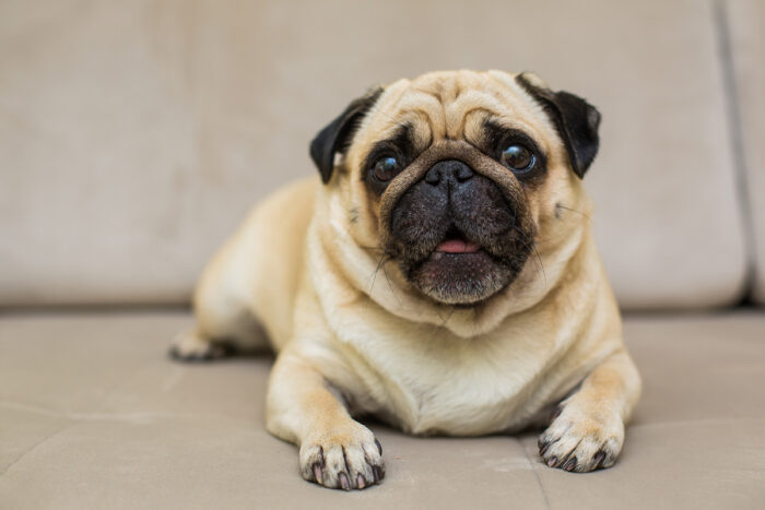7 hábitos que podem tornar o cachorro obeso 1 cachorro obeso by freepik
