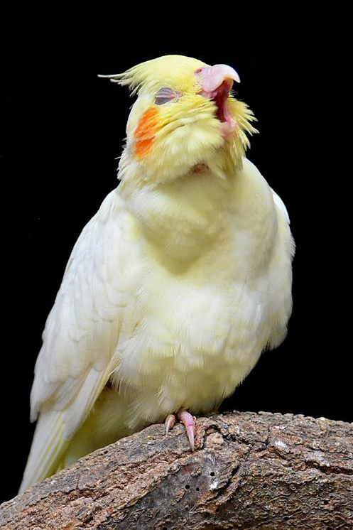8 espécies de aves para ter como animal de estimação 1 calopsita