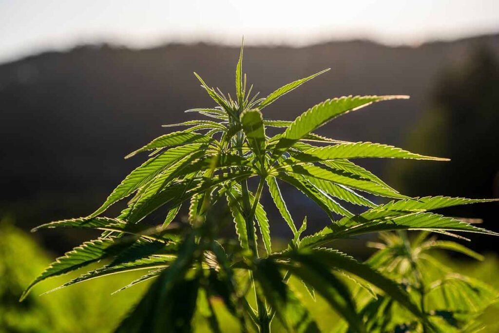UFV planeja primeiro banco genético de Cannabis da América Latina 3 Cannabis