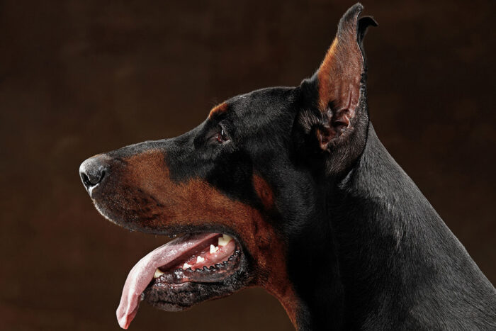 doberman by freepik