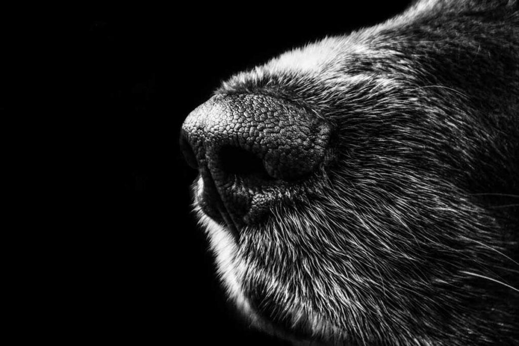 Confira oito curiosidades sobre o focinho do cachorro 2 especial pet focinho cachorro pexels