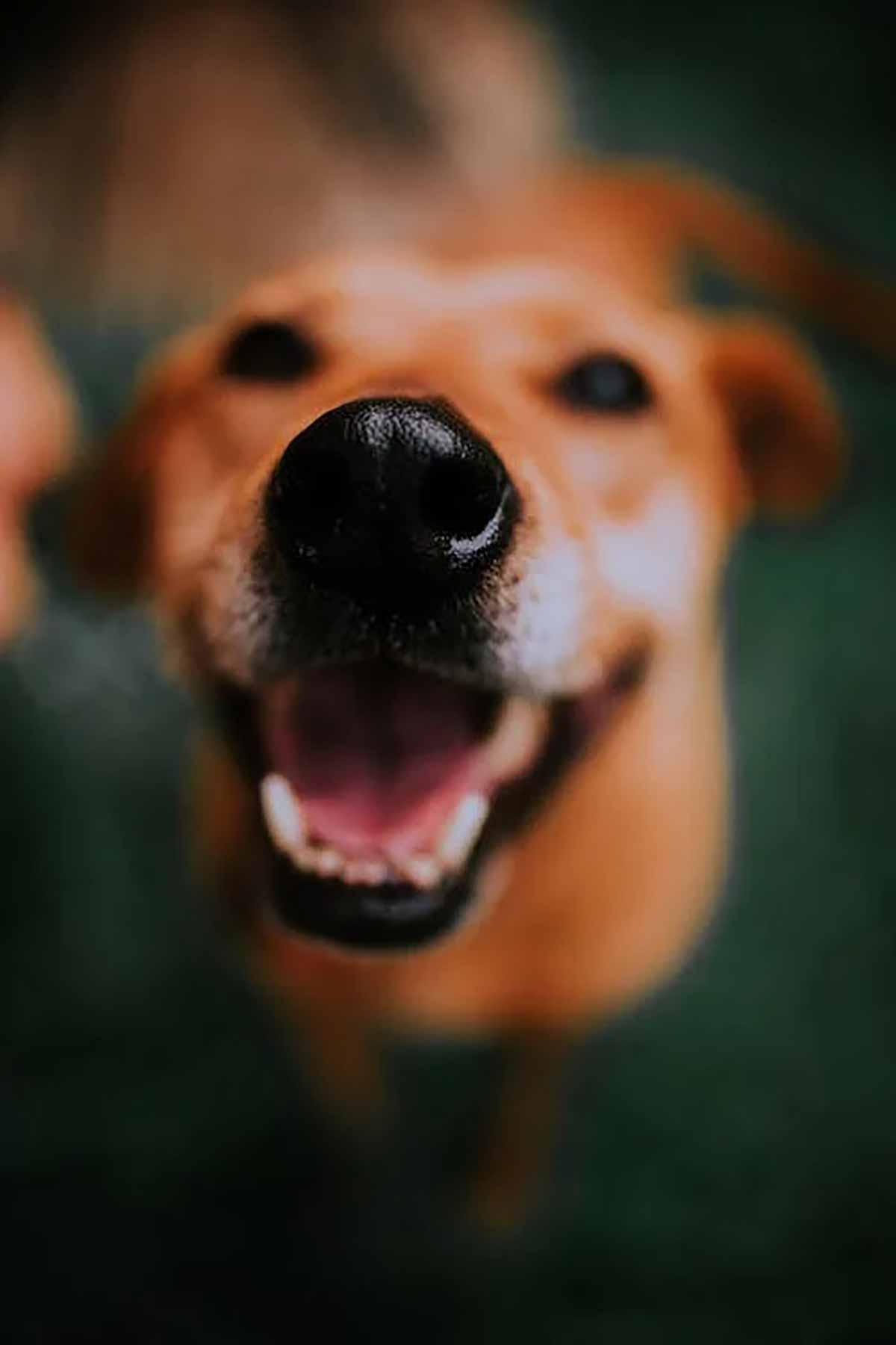 Confira oito curiosidades sobre o focinho do cachorro 1 especial pet focinho cachorro5