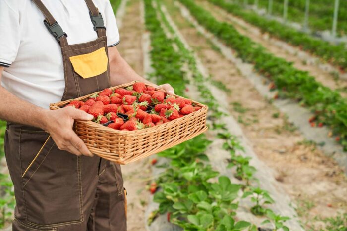 Criação do arranjo produtivo local da fruticultura na Zona da Mata é debatido na ALMG 1 fruticultura