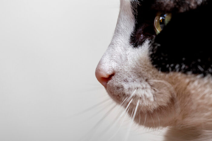 7 curiosidades sobre os bigodes dos gatos 1 gato bigode by freepik editada