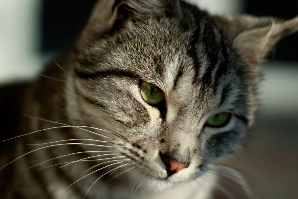 Dia mundial do gato: veja mitos e curiosidades sobre os bichanos 2 gato by freepik