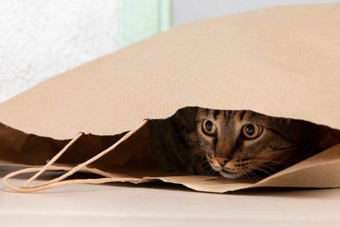 8 razões pelas quais os gatos se escondem 1 gato escodido by freepik editada