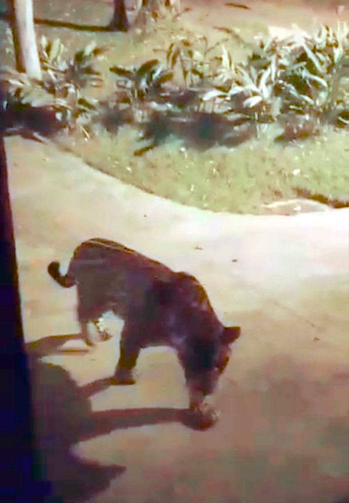 Tudo acontece em Juiz de Fora: o caso da onça-pintada no Jardim Botânico 4 Onça-pintada