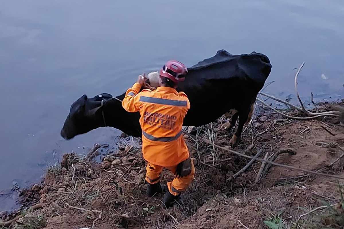 Vaca é resgatada de dentro de rio em São João del-Rei 1 vaca resgatada em rio divulgacao corpo de bombeiros