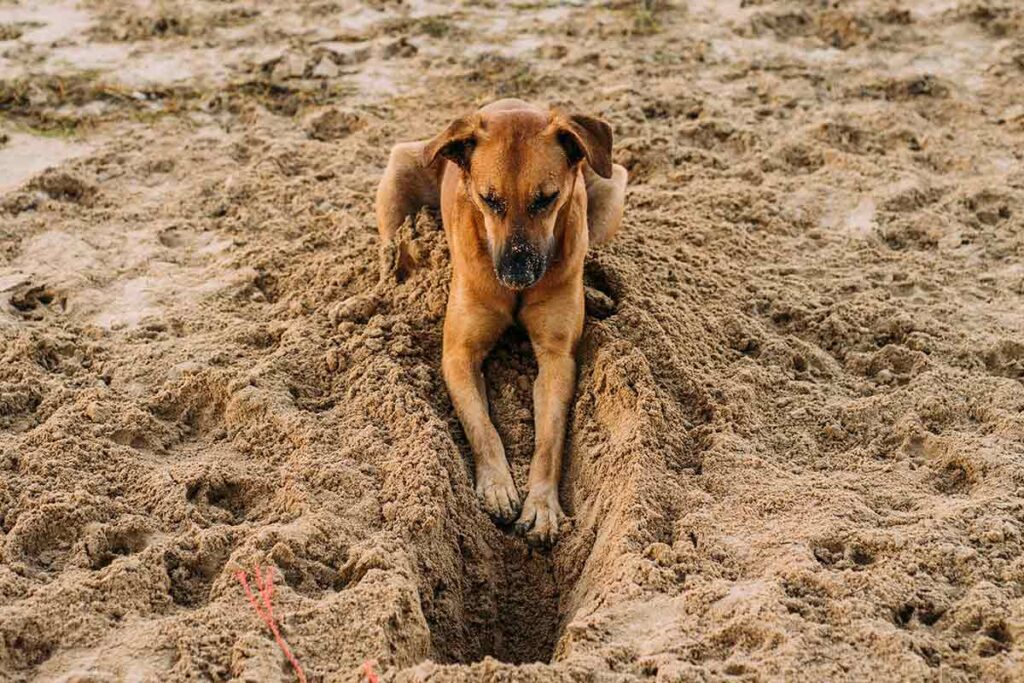 Veja 8 manias curiosas e interessantes dos cachorros 2 CACHORRO ESCAVANDO PEXELS