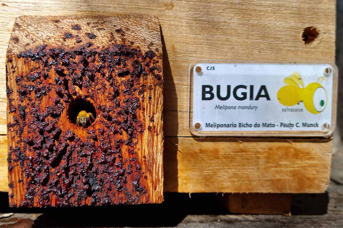 LEO COSTA BIOSFERA ABELHA 007 1