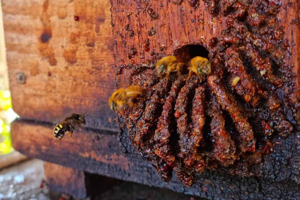 VÍDEO: Voluntário desenvolve trabalho com abelhas sem ferrão há mais de 50 anos em Juiz de Fora 4 LEO COSTA BIOSFERA ABELHA 007 3