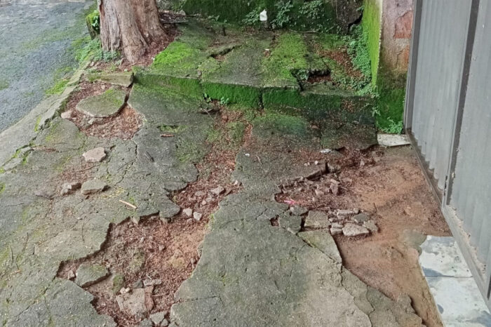 Proximidade de árvore com rede elétrica e crescimento da raiz causam problemas 2 arvore raiz vu