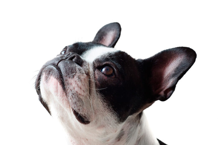 Conheça 4 características do cachorro da raça buldogue francês 1 buldogue frances by pixabay