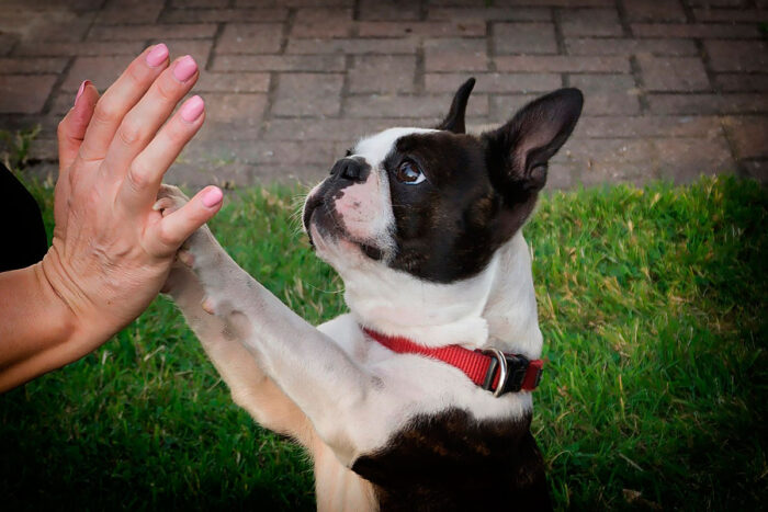 Conheça 4 características do cachorro da raça boston terrier 1 cachorro boston terrier by pixabay