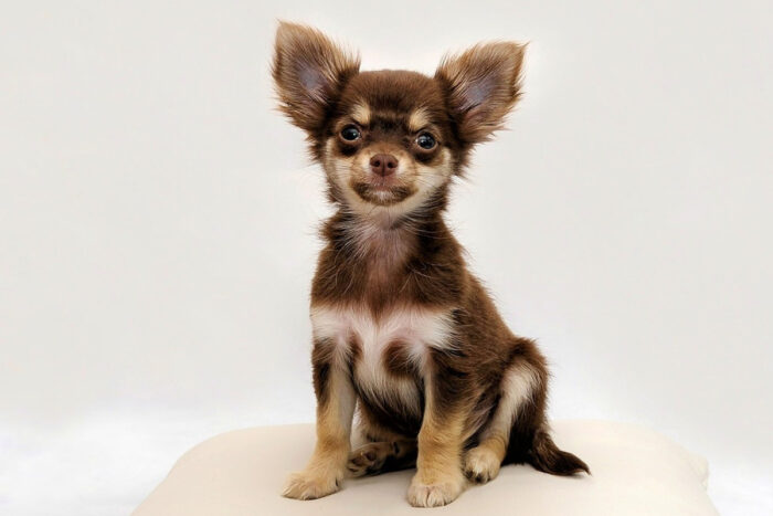 chihuahua by pixabay editada