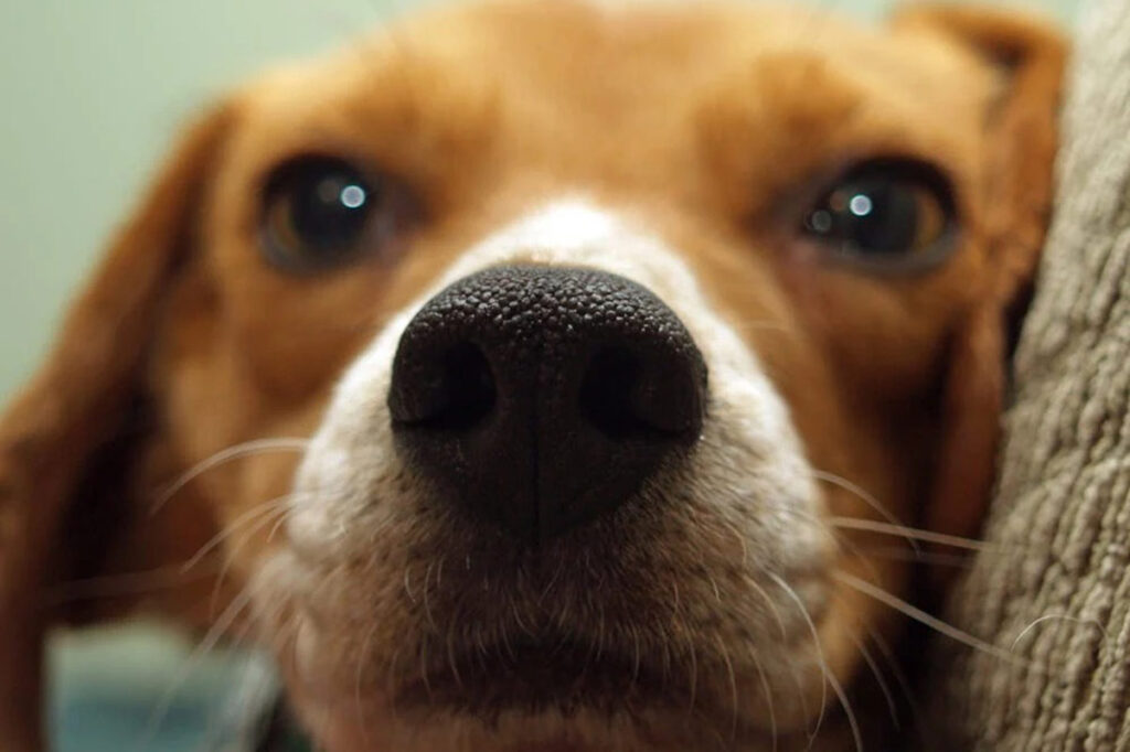 Conheça 7 raças dos cachorros de desenhos animados 2 especial pet 1 pexels