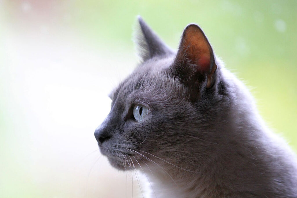 Quer deixar a casa mais segura para o animal de estimação? Veja 8 dicas 1 gato by pixabay