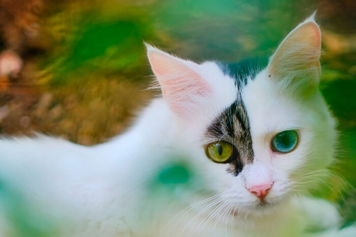 gato khao manee by pixabay
