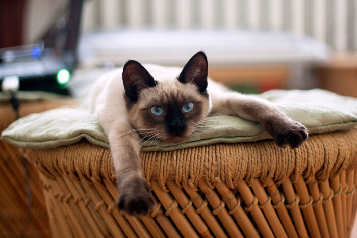 Veja 7 raças de gato que tendem a ser teimosas 1 gato siames by pixabay editada