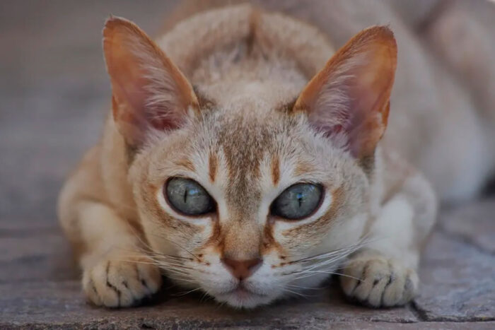As 7 menores raças de gato do mundo 1 gato singapura by wikimedia commons reproducao vida de bicho editada