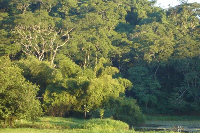 Horto Florestal de Leopoldina é transformado em Parque Municipal 1 horto florestal leopoldina reproducao turismo em MG