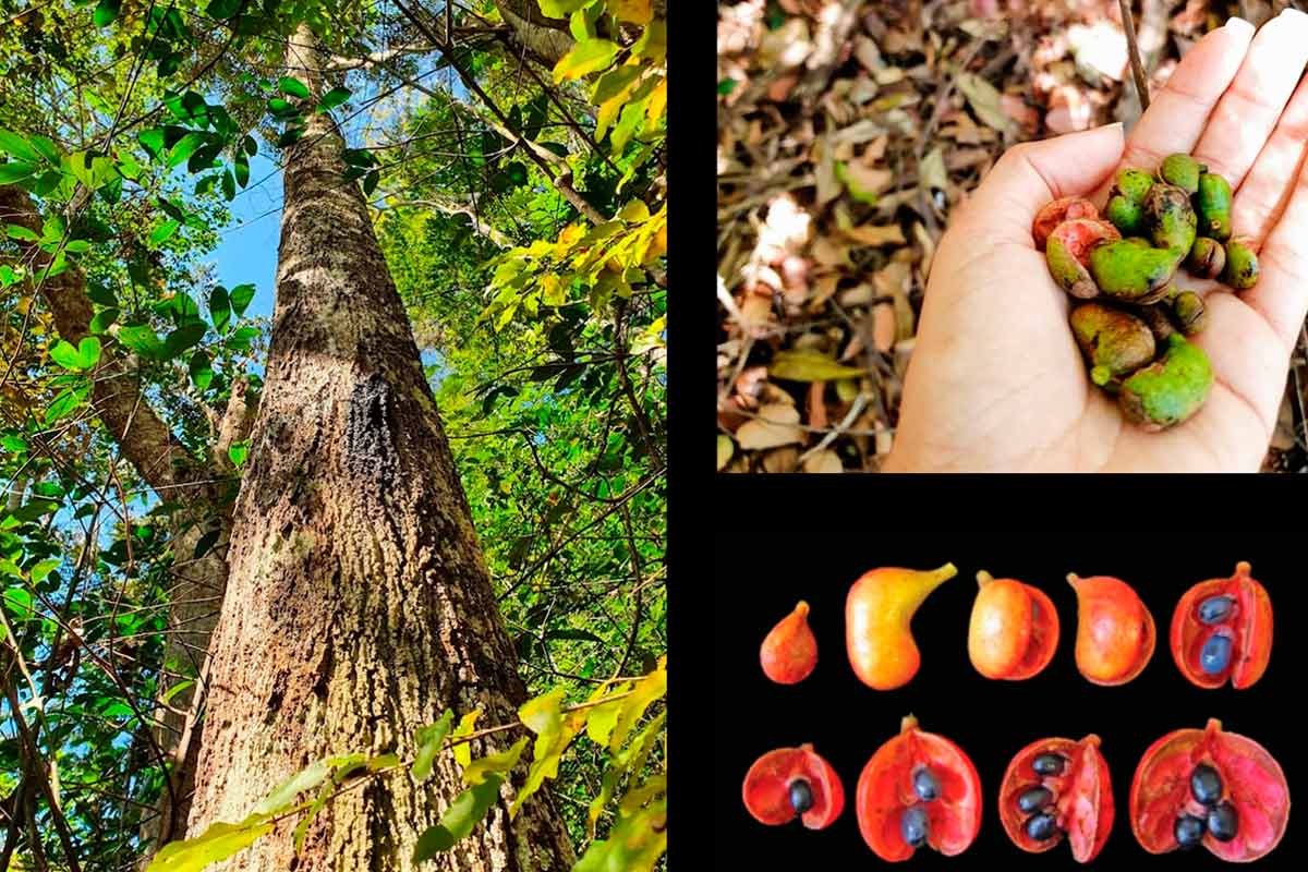 Cientistas criam startup de produtos fitoterápicos com espécies nativas da região 1 Cientistas criam startup de produtos fitoterápicos com espécies nativas da região