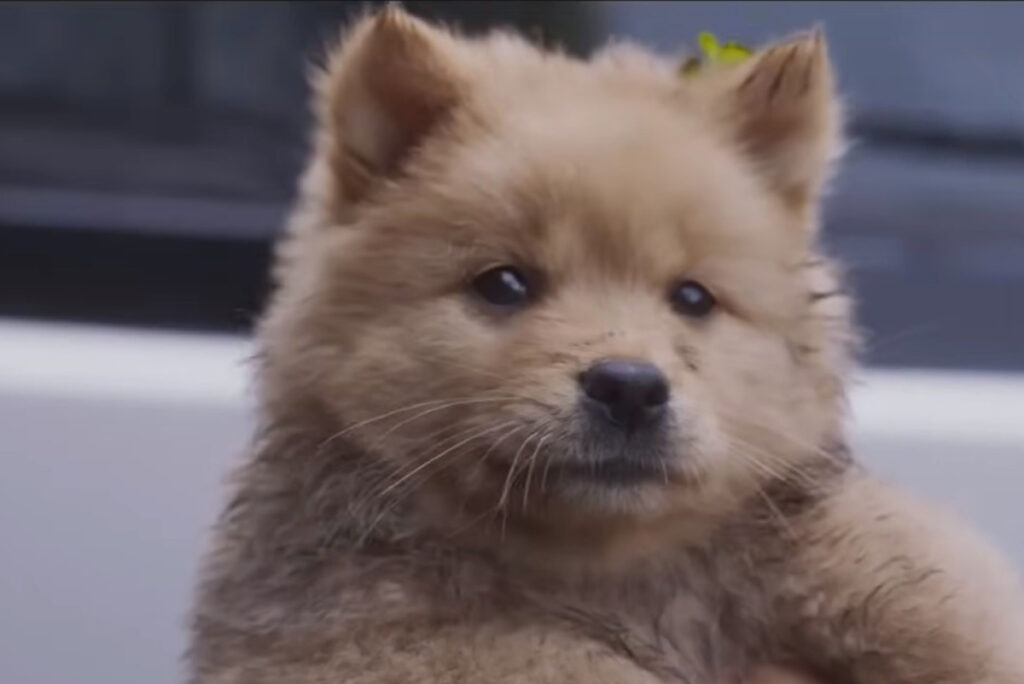 Conheça Hachiko, cachorro que tem sua história contada em filme 2 HACHIKO