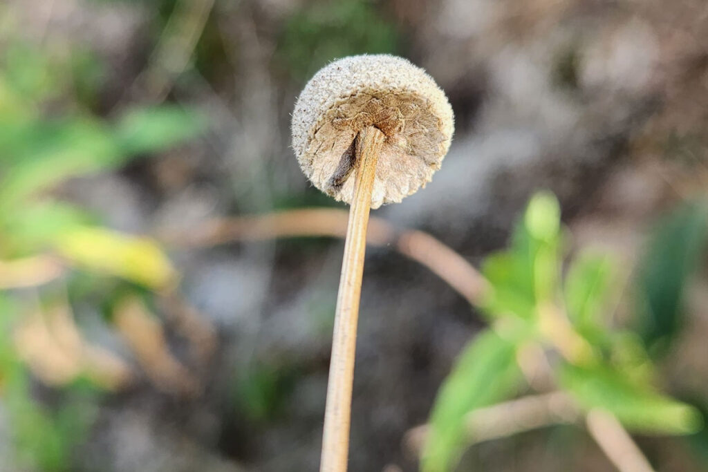 Sempre-vivas: nova espécie de planta ameaçada de extinção é descoberta em Juiz de Fora 4 biosfera capa