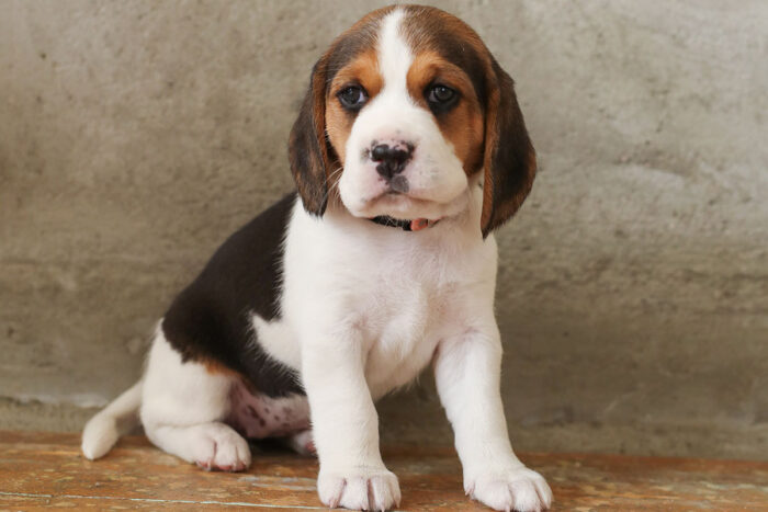 Saiba 7 cuidados com a saúde de cães e gatos a tomar após a adoção 1 cachorro filhote by freepik