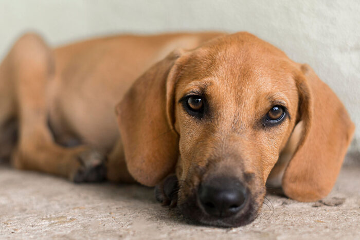 Saiba 7 cuidados para prevenir e combater verminoses em cachorro 1 cachorro triste by freepik