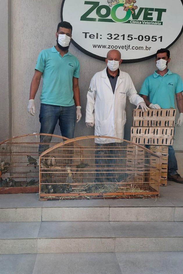 Mais de 130 pássaros silvestres são resgatados na BR-040 1 Mais de 130 pássaros silvestres são resgatados na BR-040